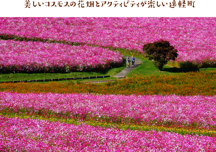 美しいコスモスの花畑とアクティビティが楽しい遠軽町