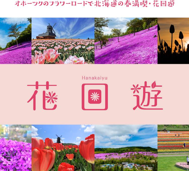 オホーツクのフラワーロードで北海道の春満喫・花回遊